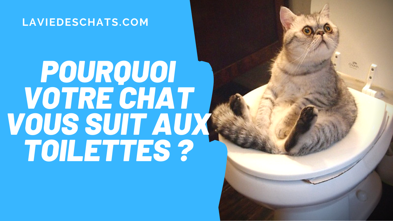 Qui veut être mon associé ? » Il invente un coussin d'air pour ne plus  avoir honte aux toilettes