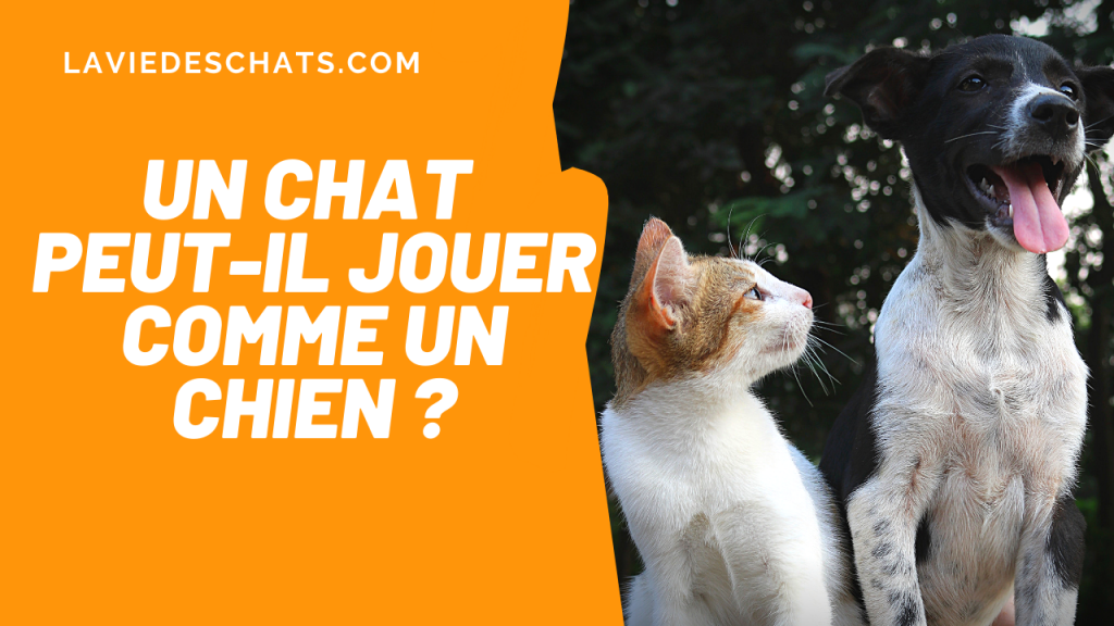 un chat peut-il jouer comme un chien