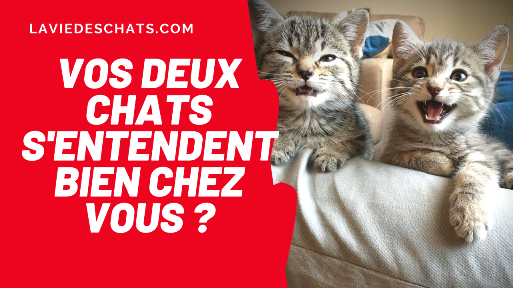 est-ce que vos chats s'entendent bien