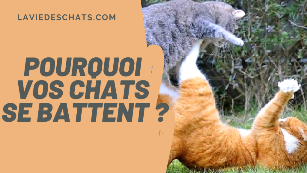 deux chats se battent