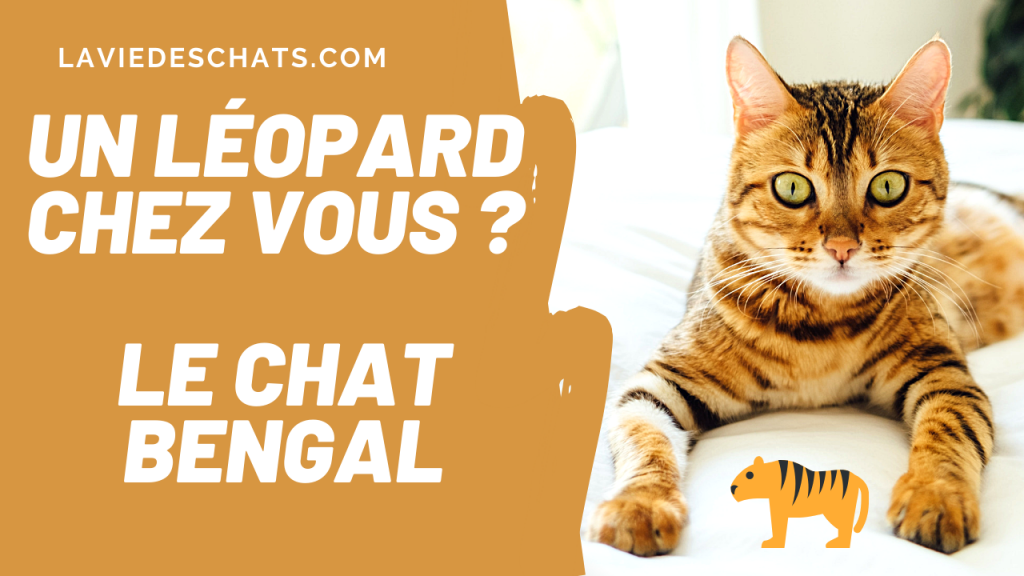 chat bengal leopard