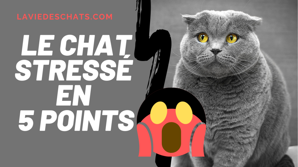 le chat stressé en 5 points