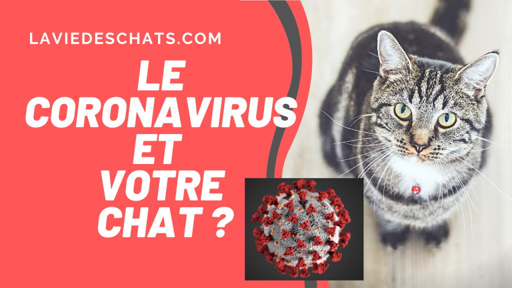 coronavirus et votre chat