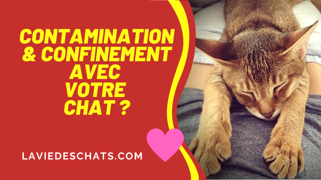 contamination et Confinement avec votre chat