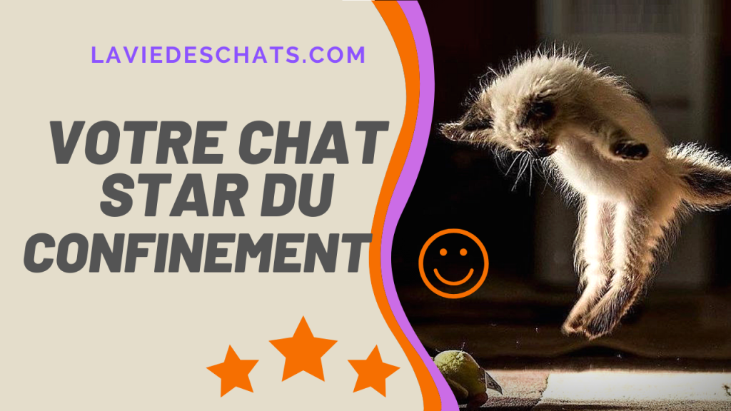 votre chat star du confinement