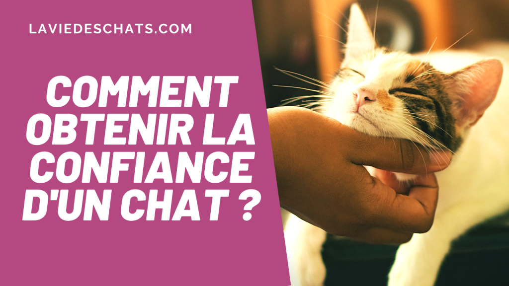 comment gagner la confiance de votre chat