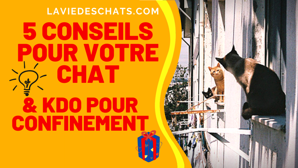 5 conseils pour votre chat pendant le confinement