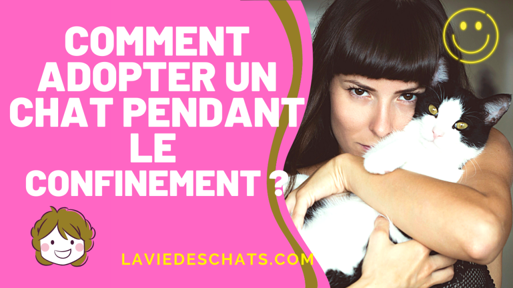 comment adopter un chat pendant le confinement