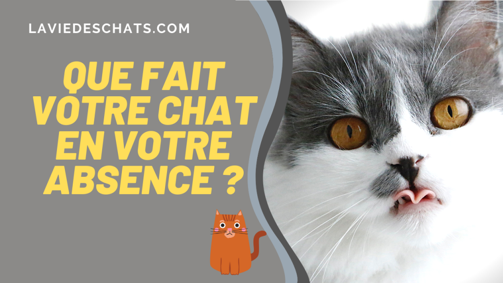 votre chat en votre absence