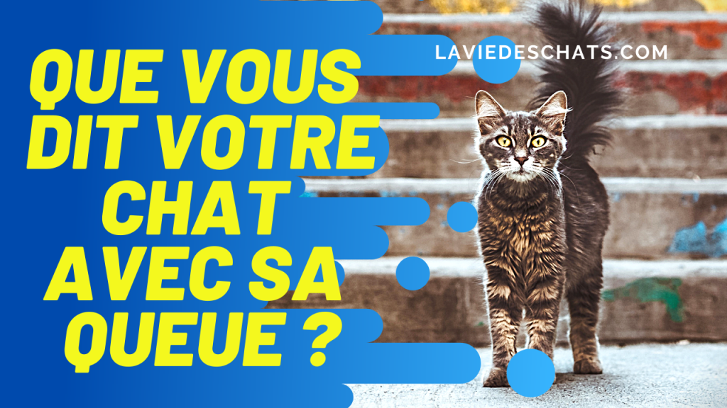 Que vous dit un chat avec sa queue