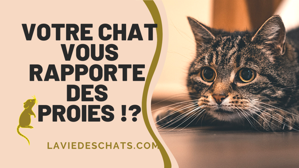 Votre Chat Vous Ramene Des Proies La Vie Des Chats Votre Chat Vous Ramene Des Proies La Vie Des Chats