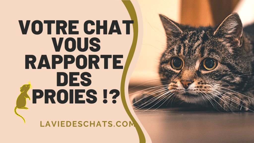 votre chat ramène des proies