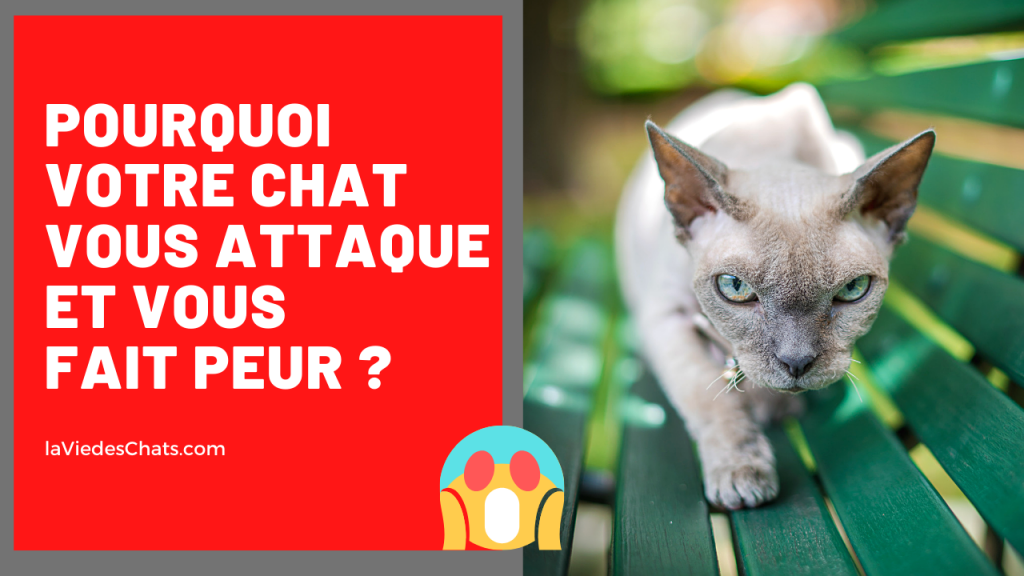 chat vous attaque