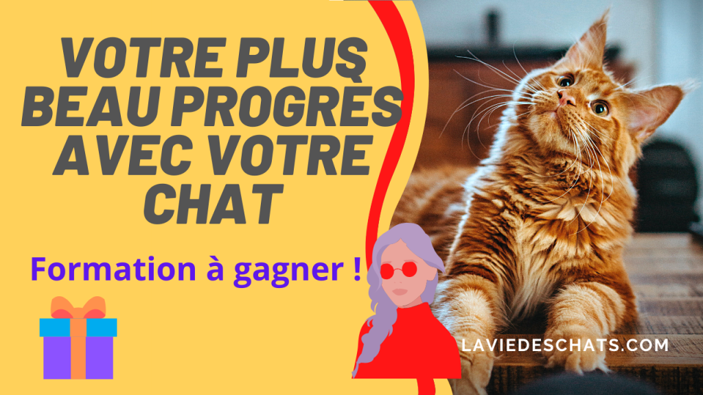 progrès avec votre chat