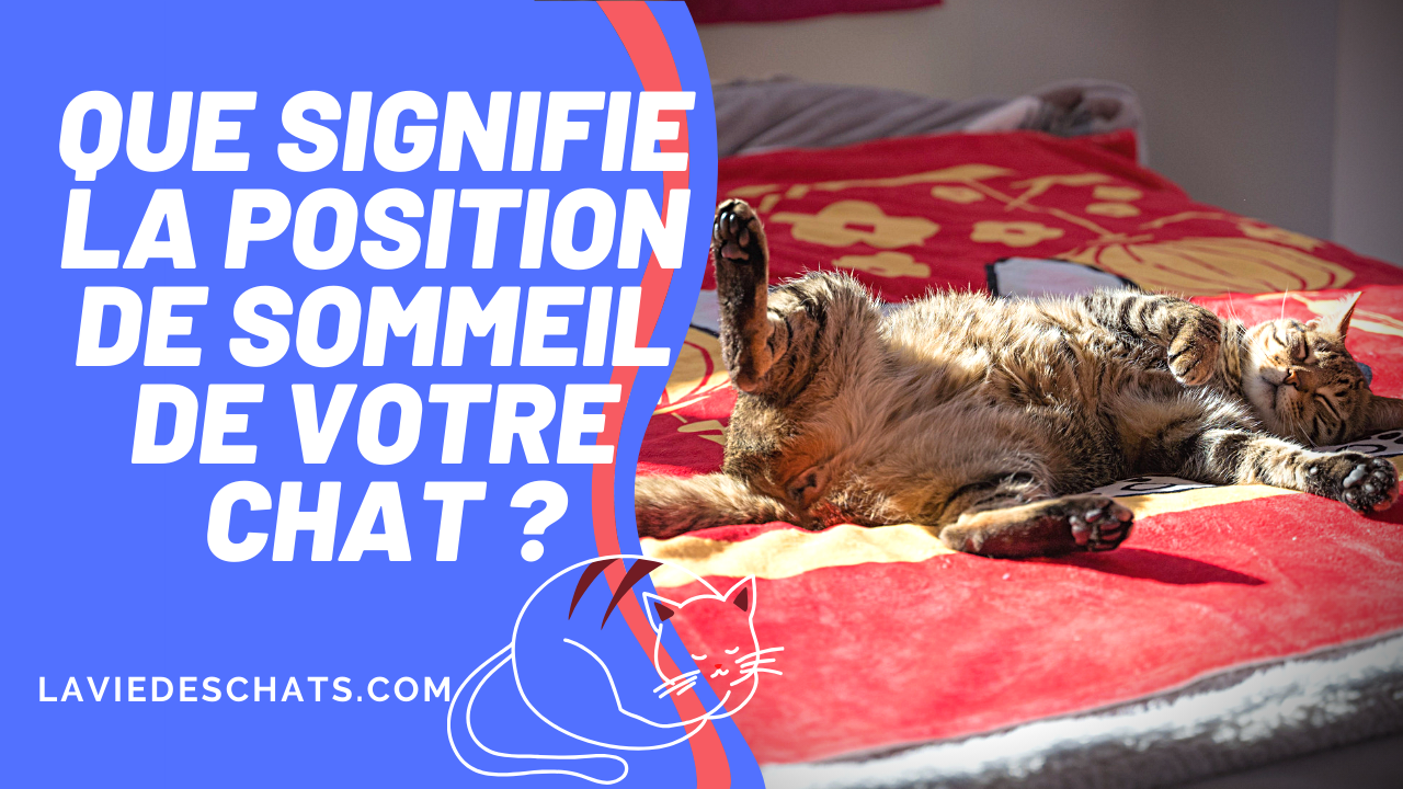 Que Signifie Sa Position Quand Votre Chat Dort Le Test Sommeil