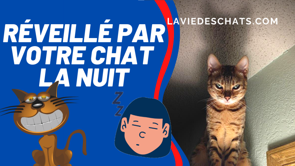 votre chat la nuit