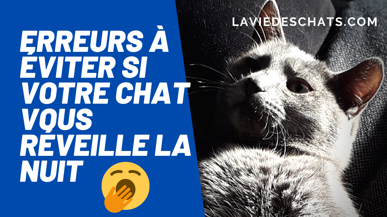 5 Erreurs Si Votre Chat Vous Reveille La Nuit La Vie Des Chats