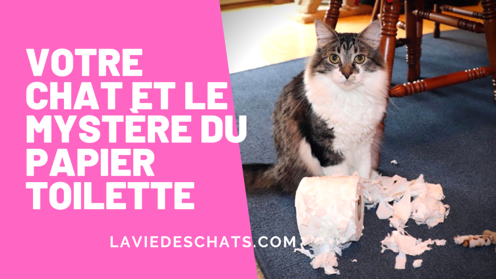 votre chat et le papier toilette