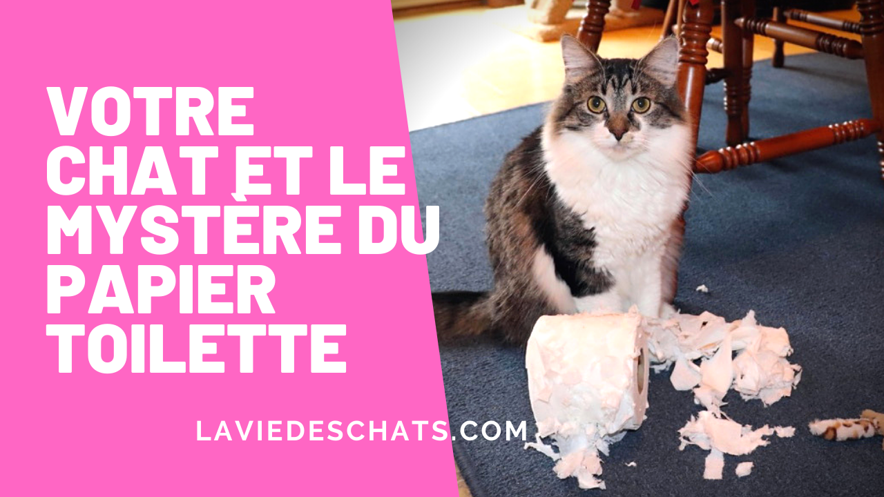 Votre Chat Et Le Mystere Du Papier Toilette La Vie Des Chats Votre Chat Et Le Mystere Du Papier Toilette La Vie Des Chats