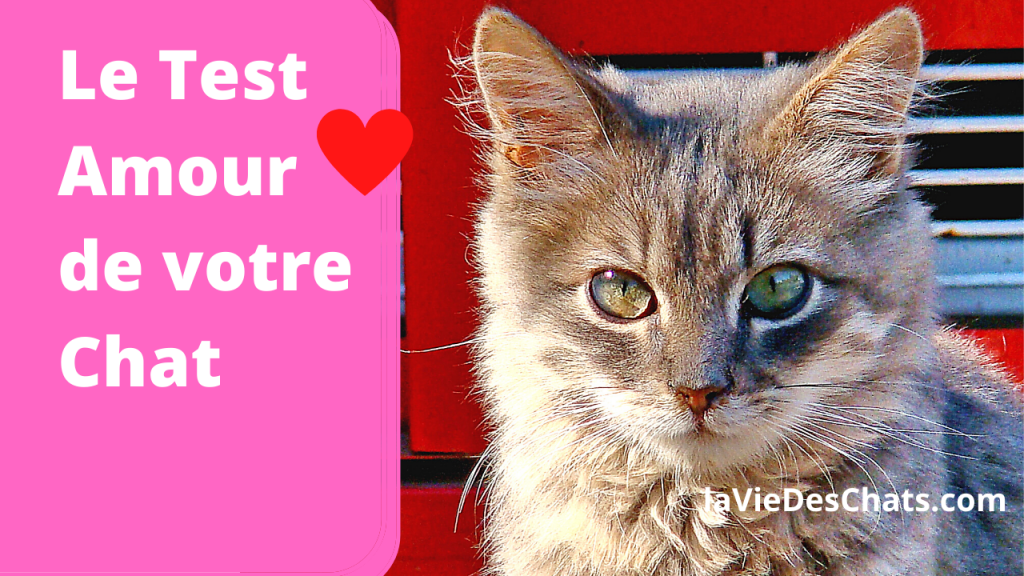 Test amour de chat