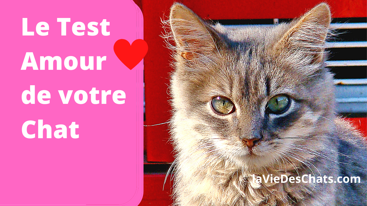 Preuves D Amour De Chat Le Test Amour De Votre Chat