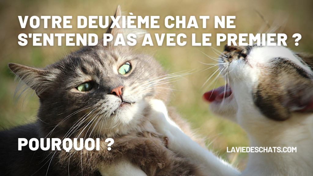 deuxième chat