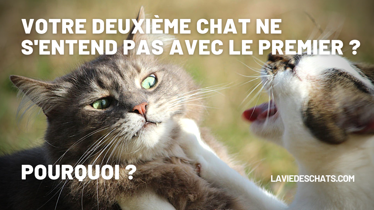 5 Raisons Pour Lesquelles Vos Deux Chats Ne S Aiment Pas