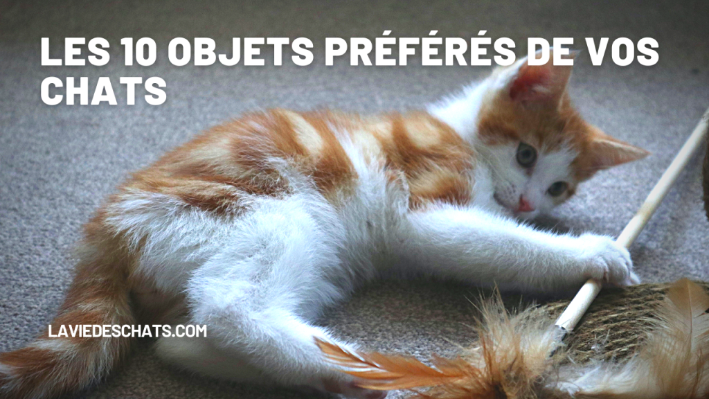 Les 10 objets préférés de vos chats