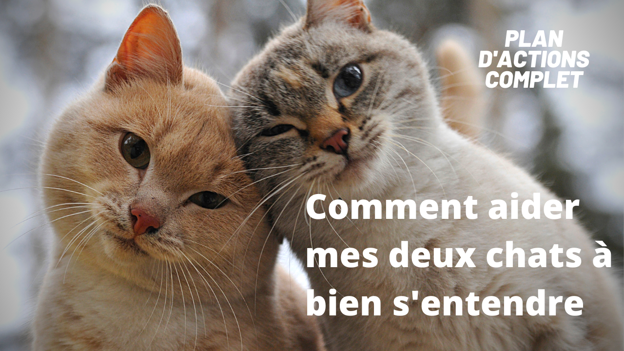 Formation Comment aider deux chats à bien s'entendre