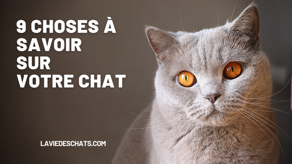 tout savoir sur votre chat