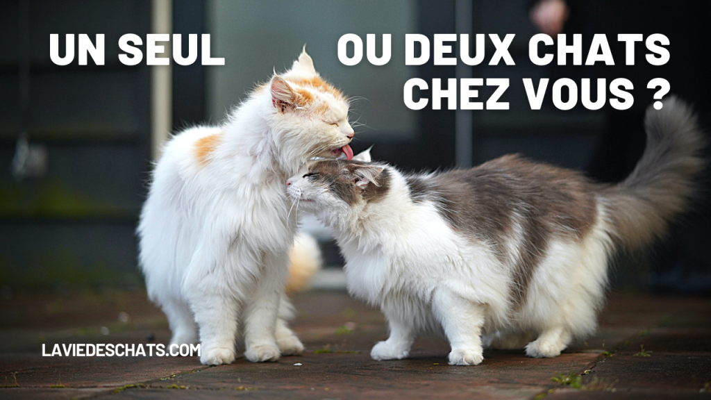 un ou deux chats chez vous