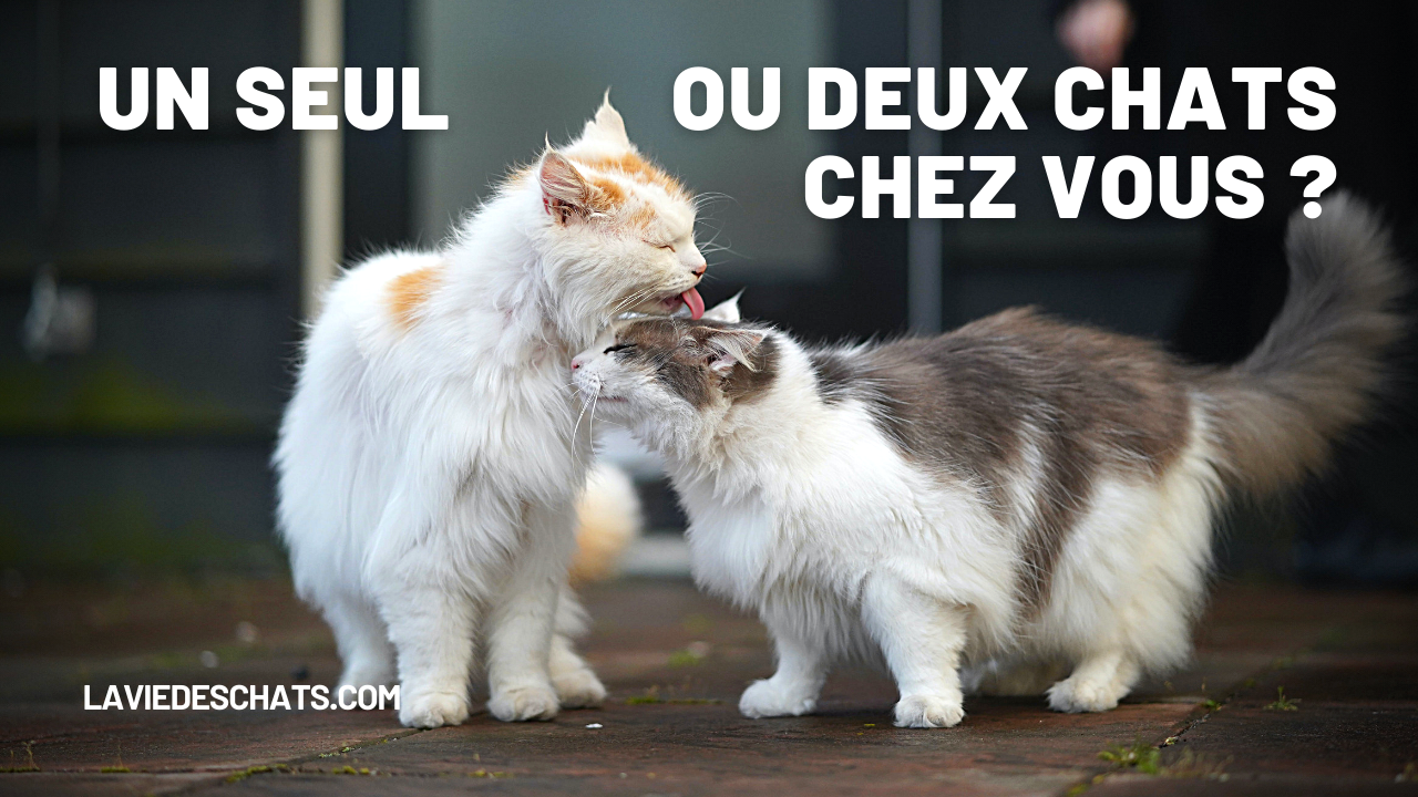 Adopter un ou deux chats chez vous ? 8 raisons sur La vie des chats