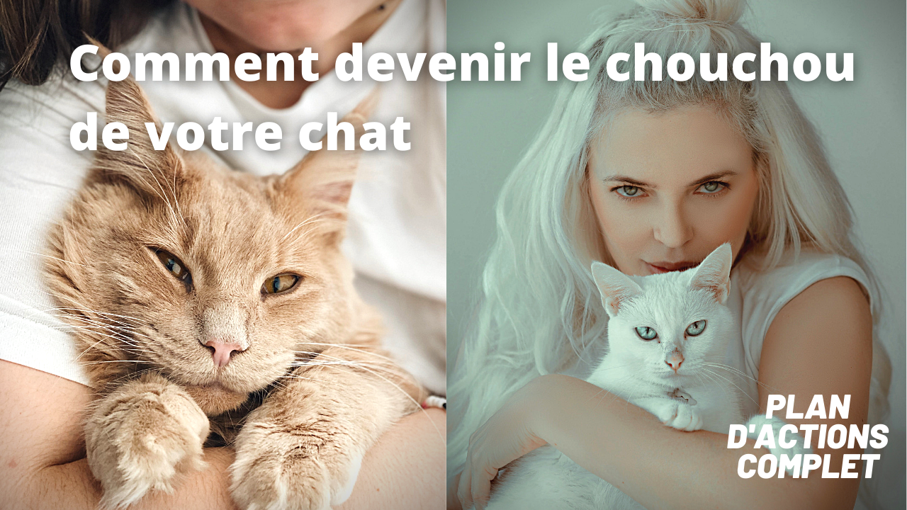 Mon Chat Refuse La Chatiere Comment Faire La Vie Des Chats