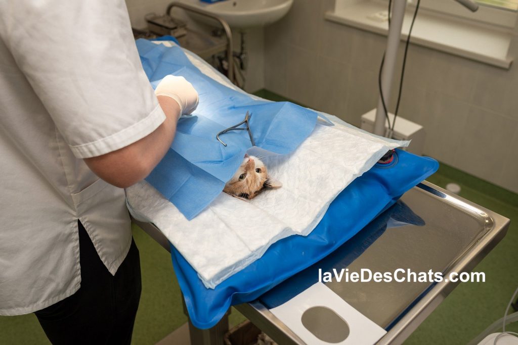 chat roux chez le veterinaire sur table d'opération