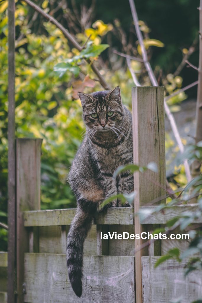 chat tigré sur cloture