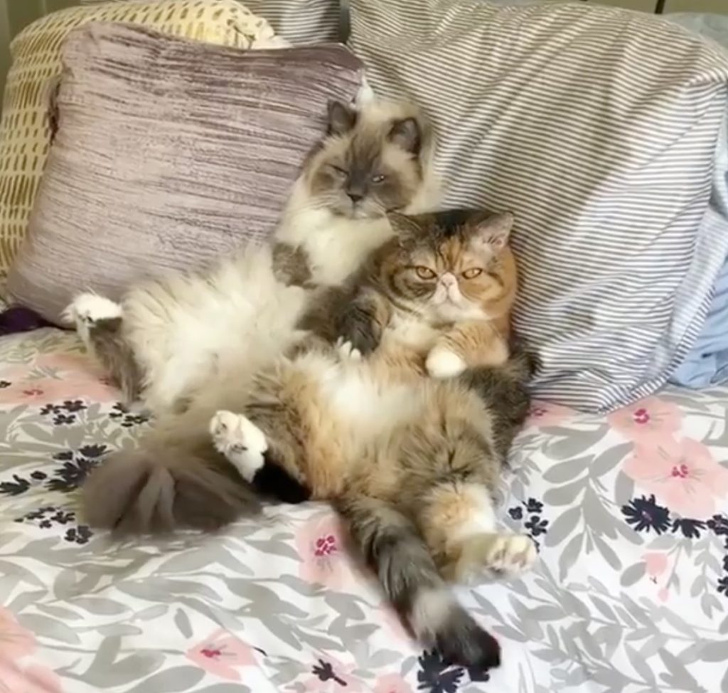deux chat poils longs assis comme des humains sur un lit