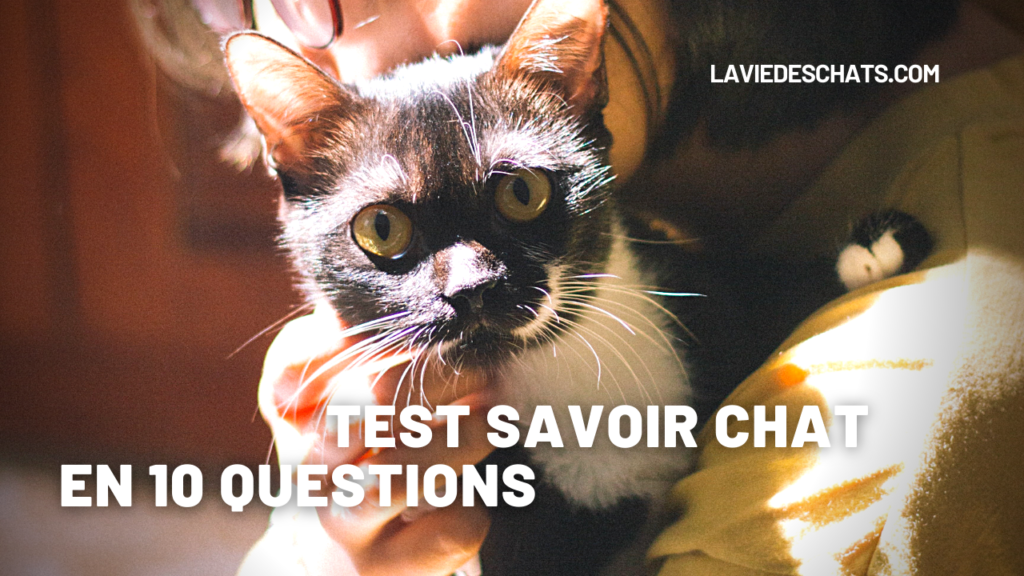 Test Savoir Chat