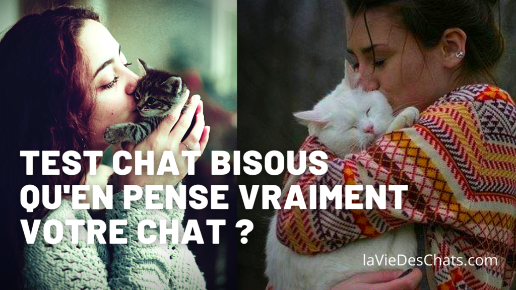 test chat bisous