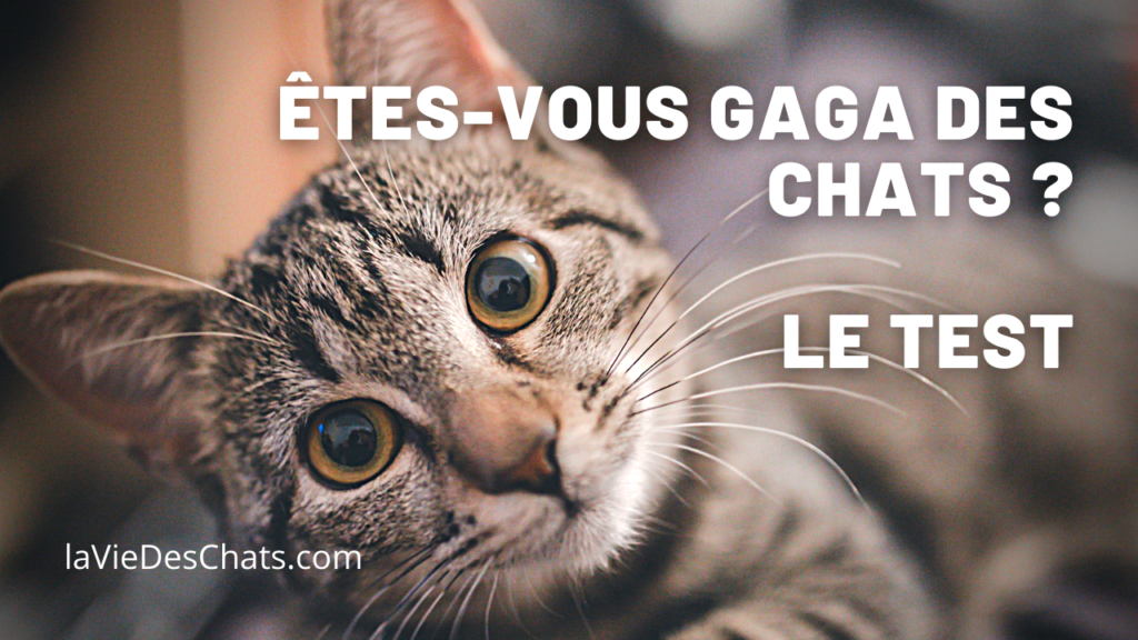 Test Gaga des chats