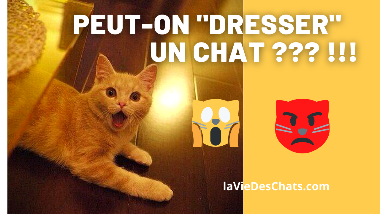 Peut On Dresser Un Chat