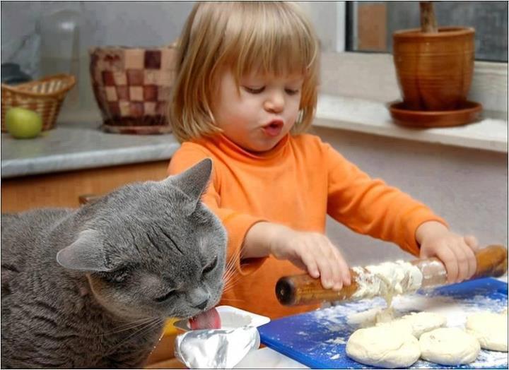 chat goute la cuisine de sa jeune maitresse