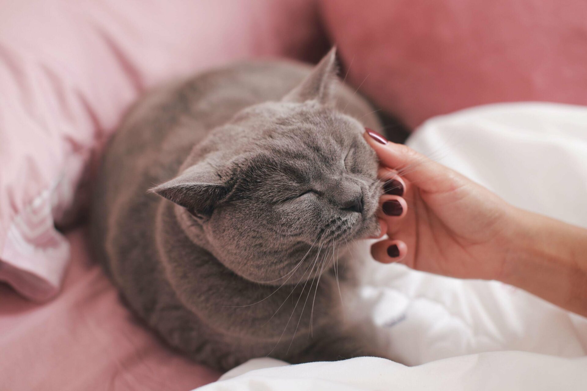 chat-gris-caresse-avec-maitresse