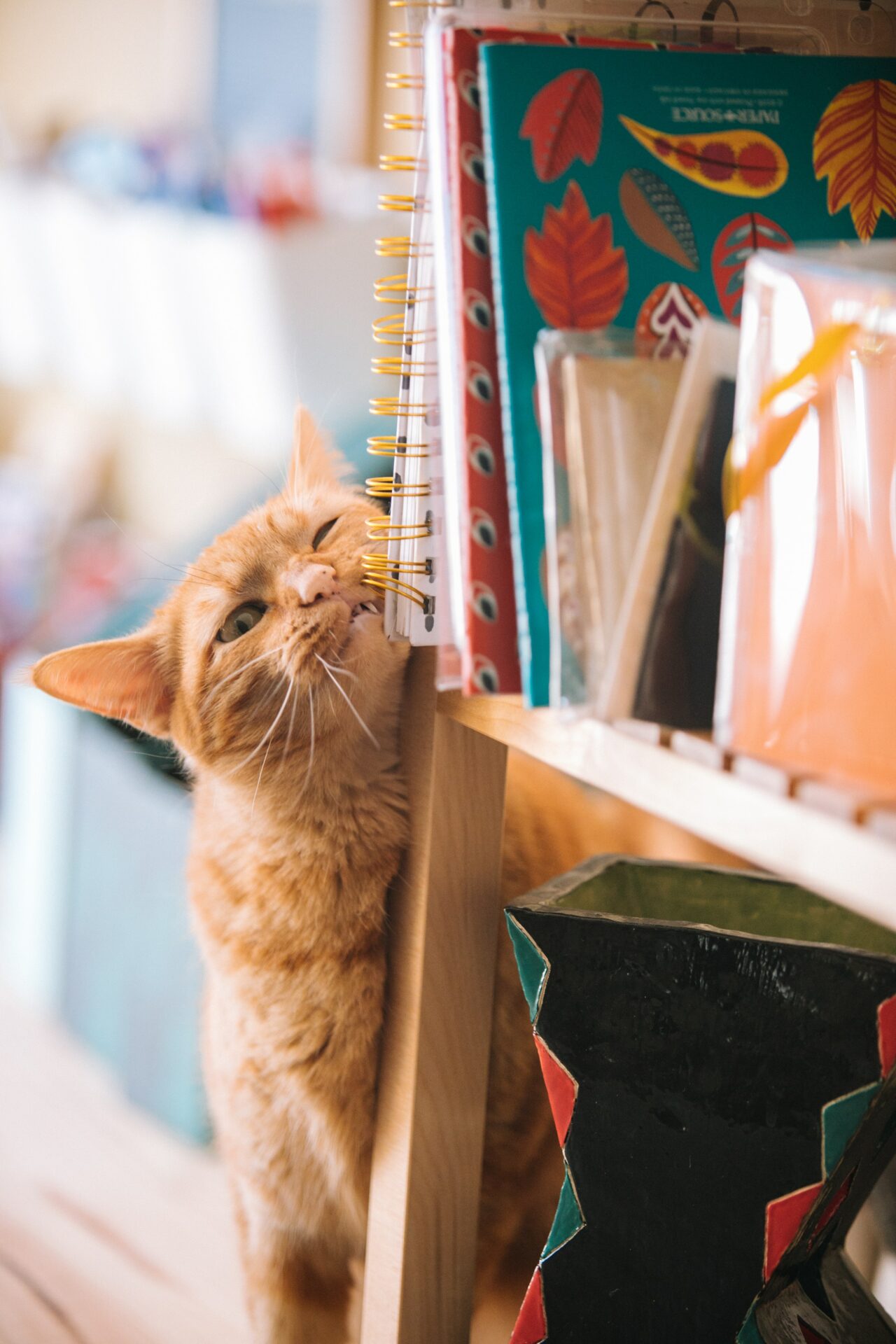 chat roux frotte sa joue contre etagere