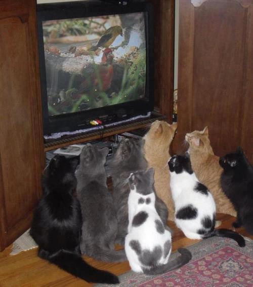 chats devant un oiseau a la tele