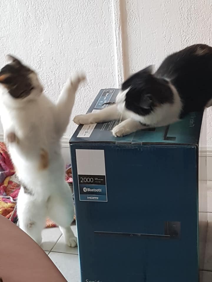 jeu de bagarre de chats chez gérard