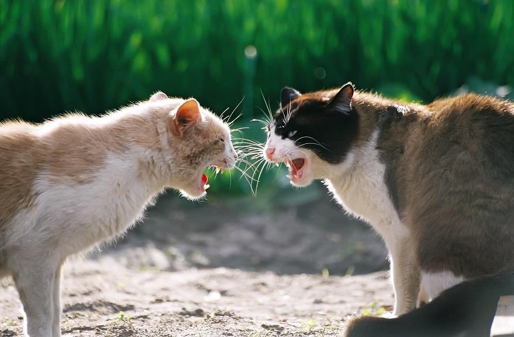 duel de chats