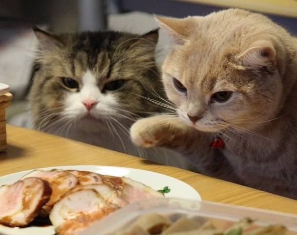 deux chats interessés par viande