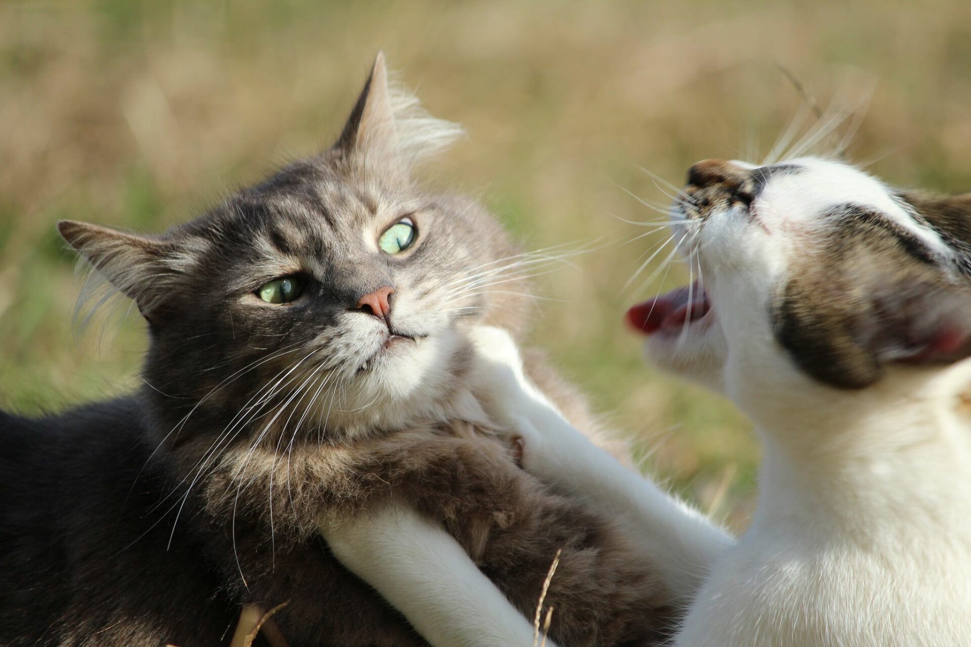 deux chats se rencontrent