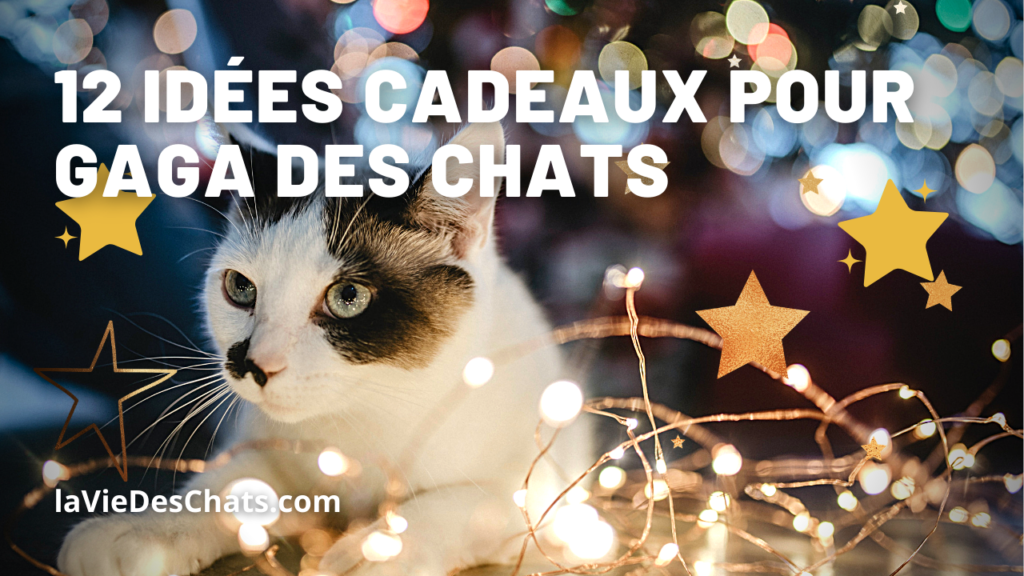 Homycat est le nouveau cadeau de Noël pour chat !