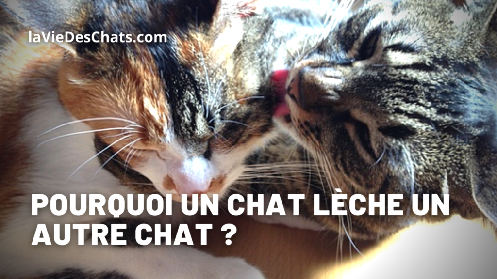 Pourquoi un chat leche l'autre chat